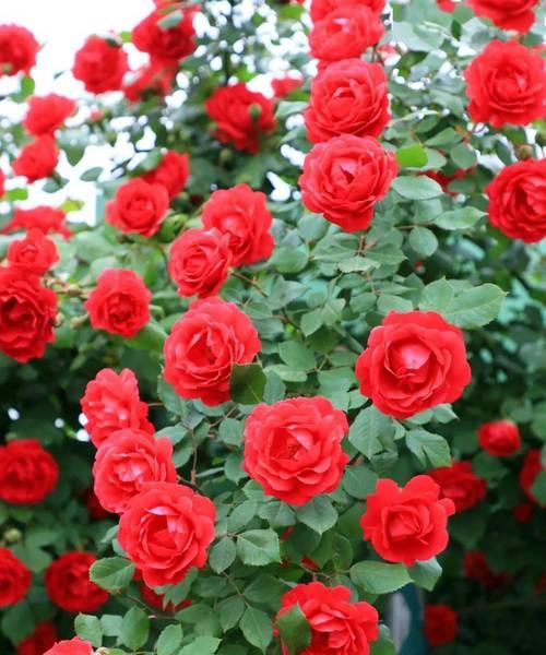 热情奔放的花——热烈的花朵象征着生命的火焰（火红、橙黄、艳丽多彩）