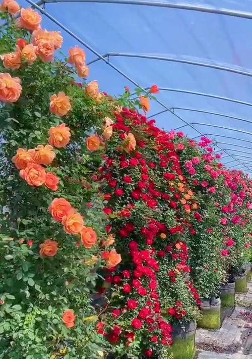 藤本月季的花期及特点（探究藤本月季的开花时间与持续期）