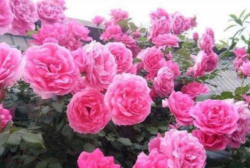 藤本月季的花期及特点（探究藤本月季的开花时间与持续期）