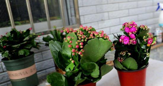 花与身体健康的奇妙连接（探索花朵如何影响身体健康）