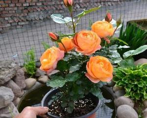 藤本月季的花盆种植技巧（适合在家种植）
