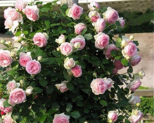 藤本月季的花盆种植技巧（适合在家种植）