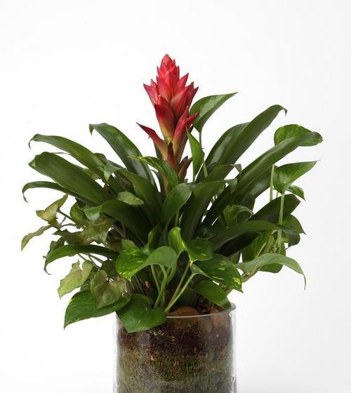 植物与顺利之间的关系（以代表顺利的植物为主题的研究与探讨）
