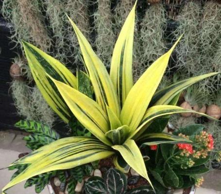 植物与顺利之间的关系（以代表顺利的植物为主题的研究与探讨）