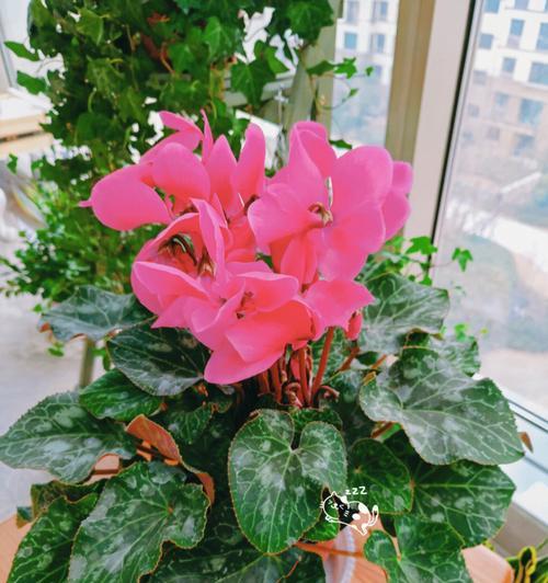 植物与顺利之间的关系（以代表顺利的植物为主题的研究与探讨）