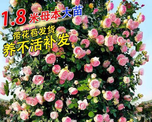 藤本月季小苗修剪指南（轻松掌握修剪技巧）