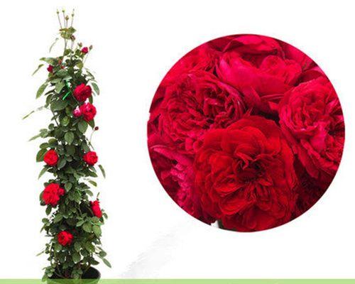如何正确修剪藤本月季（详细教你如何修剪藤本月季）