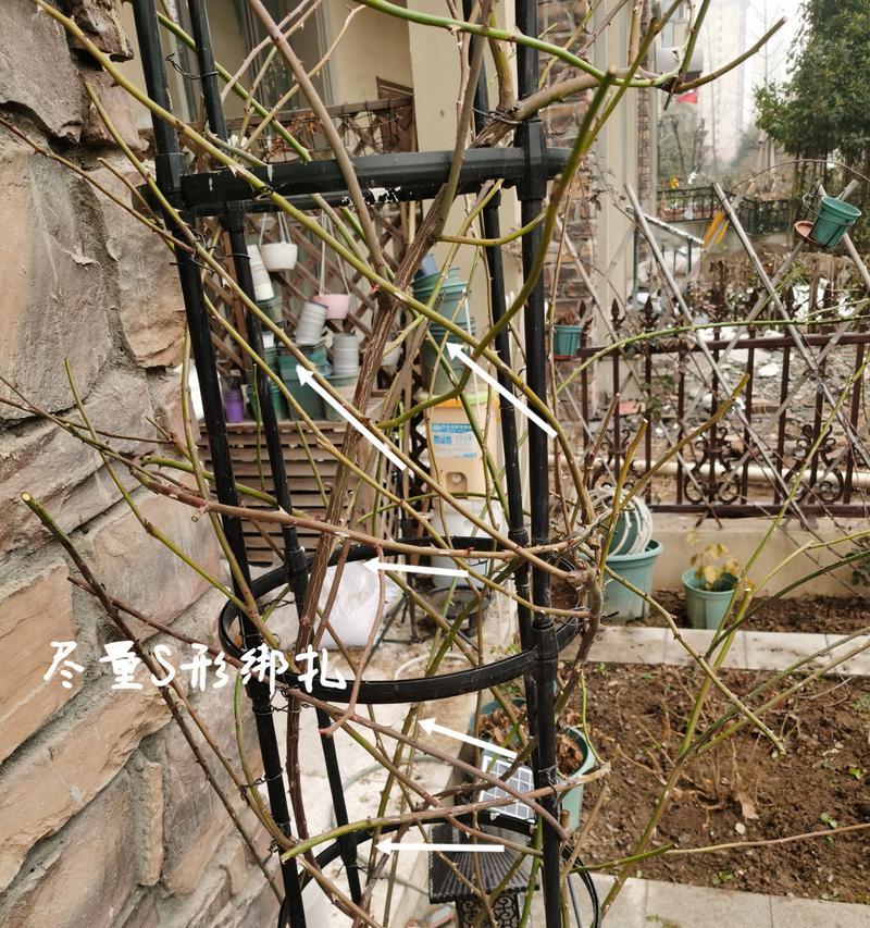 如何正确修剪藤本月季（详细教你如何修剪藤本月季）