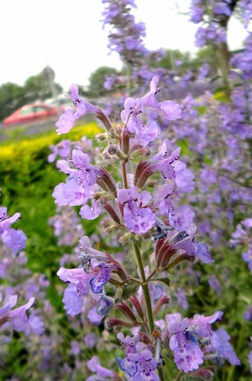花开同色情浓爱浓（以代表同性恋的花为纽带）