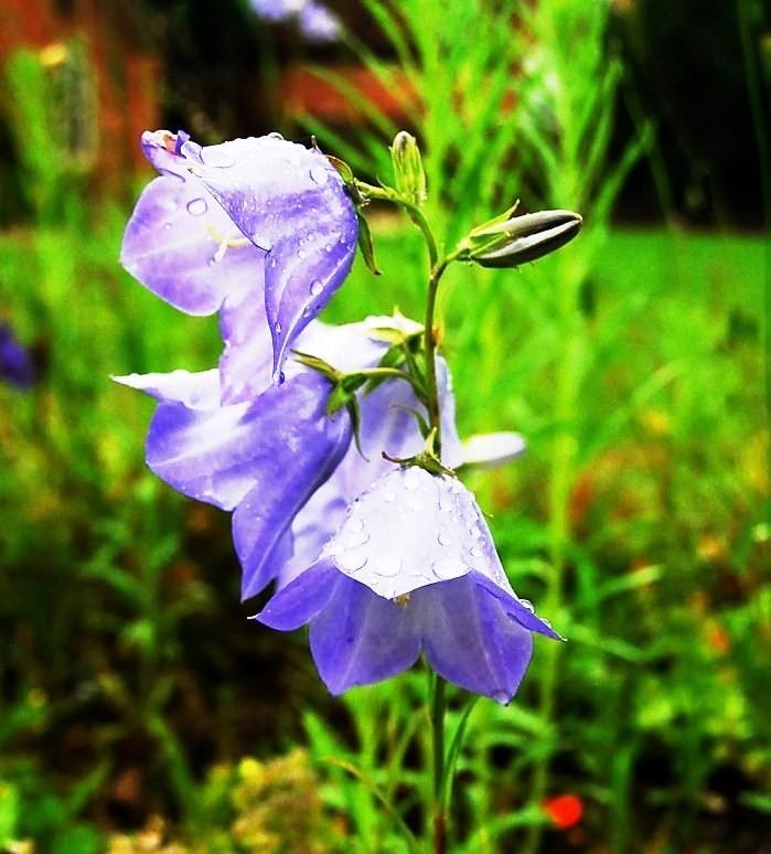 温暖善良的花朵（探寻花的温暖力量）