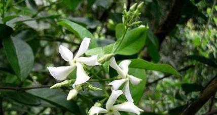 探秘藤本植物的奇妙世界（解读藤本植物的特点）