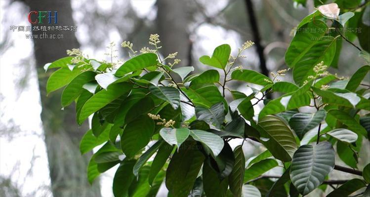 代表希望的植物（探寻希望之花）