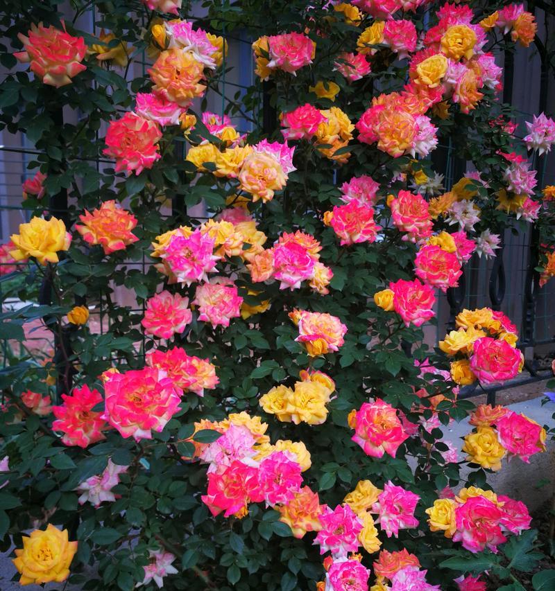 藤彩虹花期介绍（探秘藤彩虹的生长与开花）