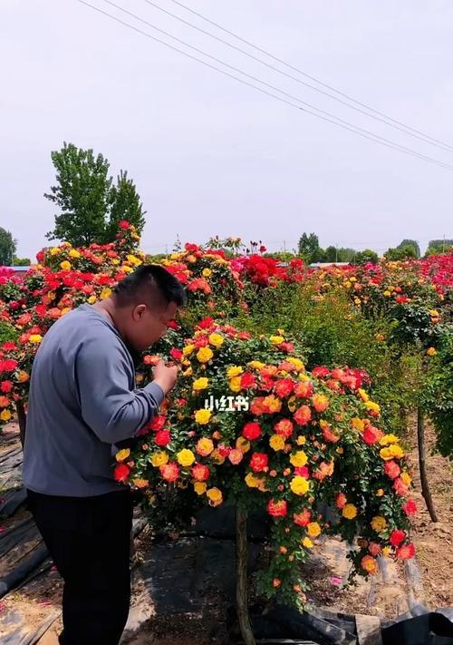 藤彩虹花期介绍（探秘藤彩虹的生长与开花）