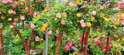 藤彩虹花期介绍（探秘藤彩虹的生长与开花）
