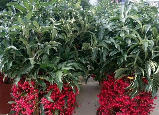 中国传统节庆中代表喜庆的植物（探索中国传统节庆中喜庆植物的神奇魅力）