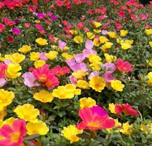 夏日花卉盛放，缤纷绽放（烈日下的花海奇观）
