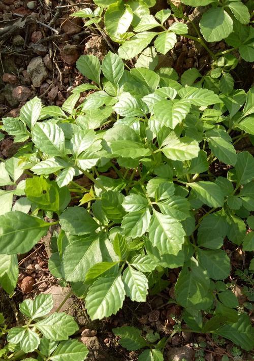 藤茶与绞股蓝，植物王国的双重魔力（探秘藤茶与绞股蓝的药用价值）
