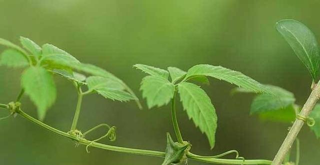 藤茶与绞股蓝，植物王国的双重魔力（探秘藤茶与绞股蓝的药用价值）