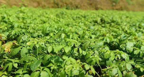 藤茶与绞股蓝，植物王国的双重魔力（探秘藤茶与绞股蓝的药用价值）