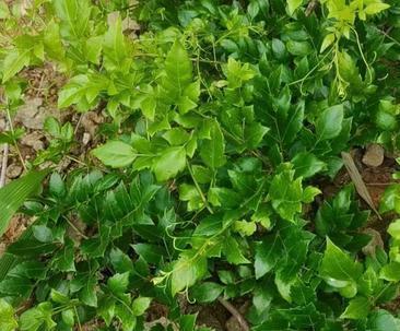 藤茶哪里产的最好（探寻藤茶产区的秘密）