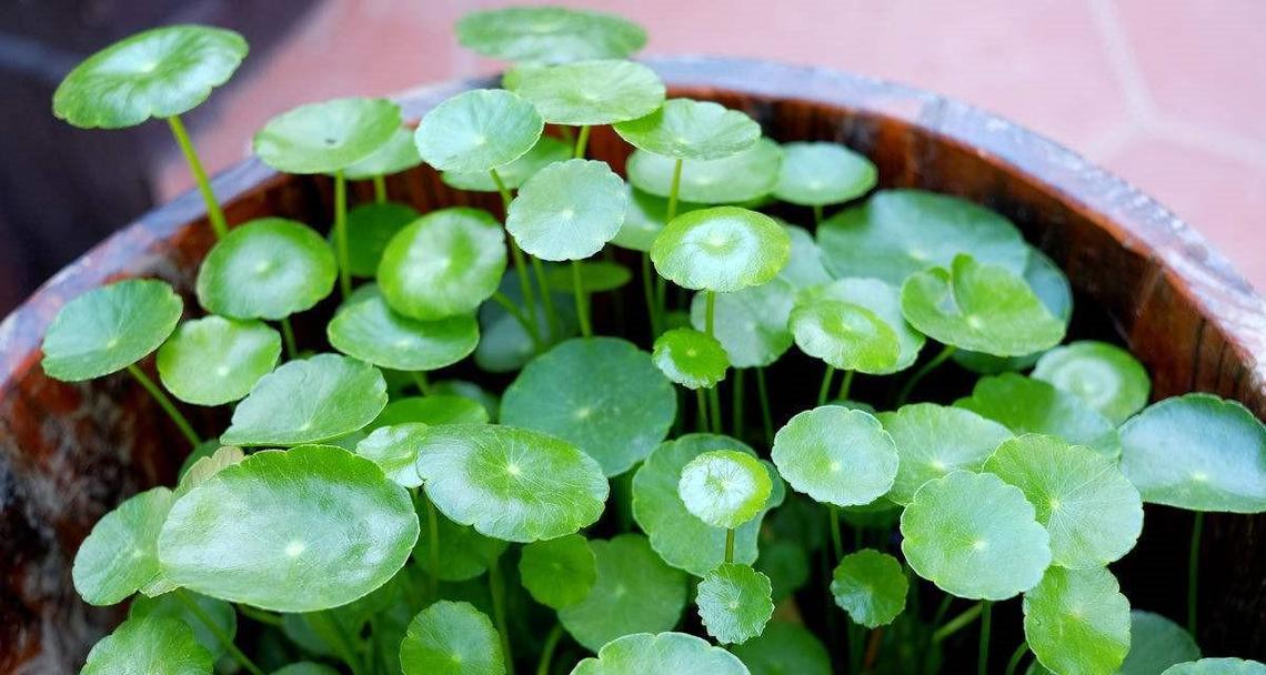 幸运植物的神奇力量（探索生活中的幸运指南）