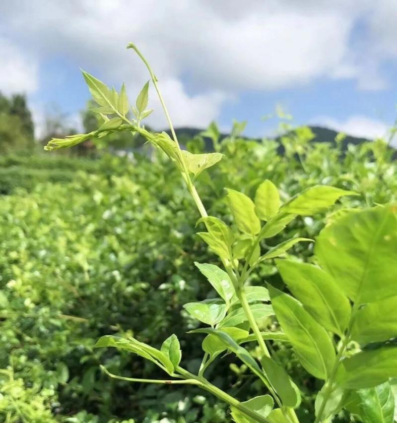 解密藤茶的传奇之旅（探秘神秘的藤茶植物）
