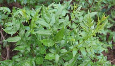 解密藤茶的传奇之旅（探秘神秘的藤茶植物）