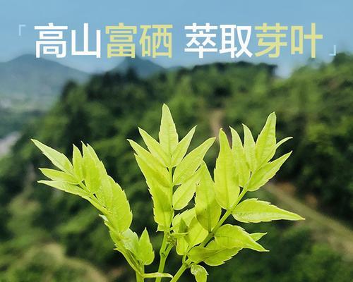 解密藤茶的传奇之旅（探秘神秘的藤茶植物）