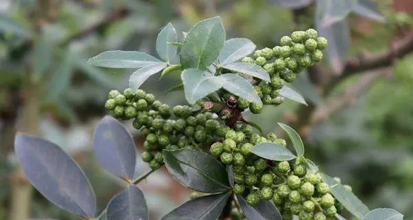 藤椒——一种神奇的香辣植物（探究藤椒的产地）