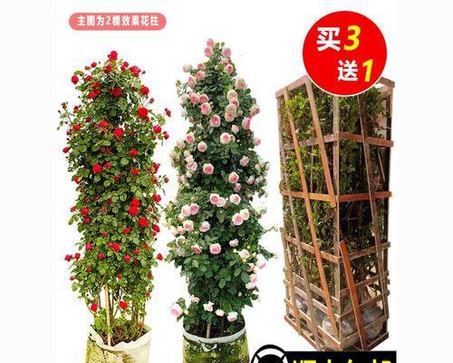 探秘藤类花卉（了解藤类花卉的品种）