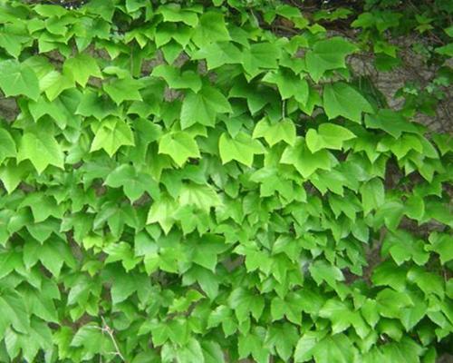 探秘藤类花卉（了解藤类花卉的品种）