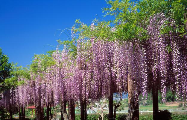 藤萝——生长在绿色世界的美丽植物（一种迷人的攀援植物）