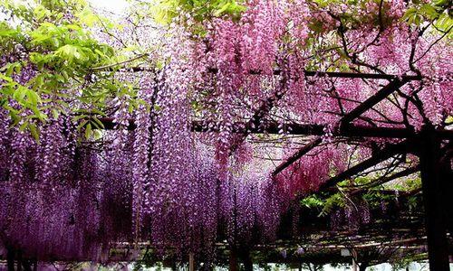 藤萝——生长在绿色世界的美丽植物（一种迷人的攀援植物）
