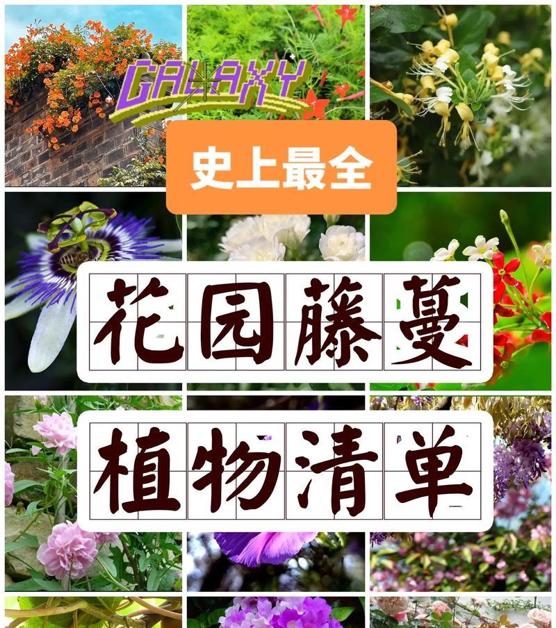 藤蔓植物的特点与应用（探究生态环境中的藤蔓植物）