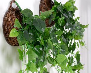藤蔓植物的特点与应用（探究生态环境中的藤蔓植物）