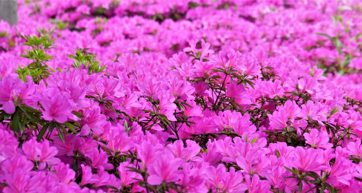 花的力量（通过代表自强不息的花）