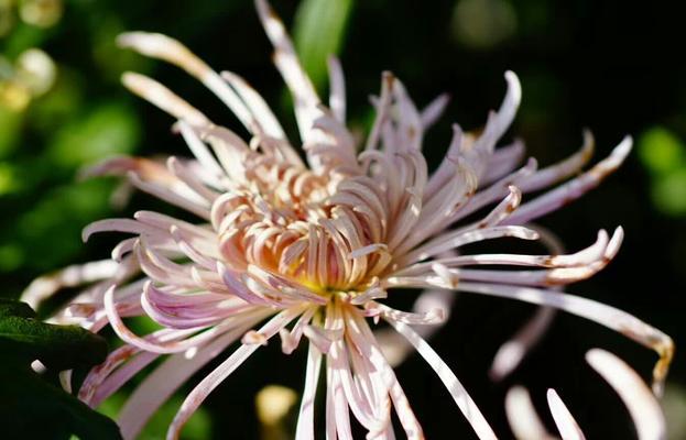 蝶恋花花语及代表意义（探寻蝶恋花的美丽花语）