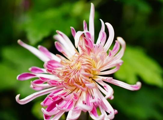 蝶恋花花语及代表意义（探寻蝶恋花的美丽花语）