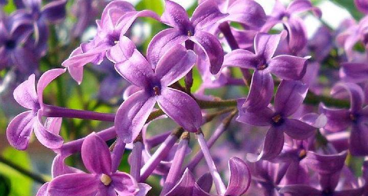 丁香花的花语及其含义（解读丁香花的花语）