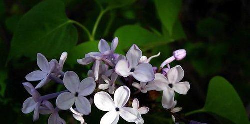 丁香花的花语与代表意义（揭开丁香花所传达的深刻寓意）