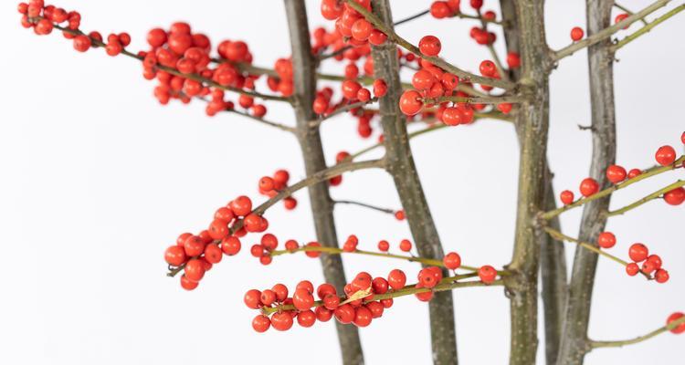 冬青开花（冬青花开）