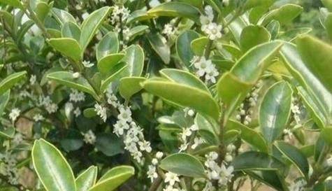 冬青开花（冬青花开）