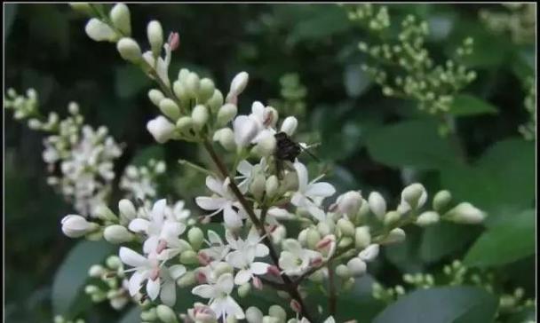 冬青树开花的特殊寓意（探究冬青树开花引发的迷信与谜团）