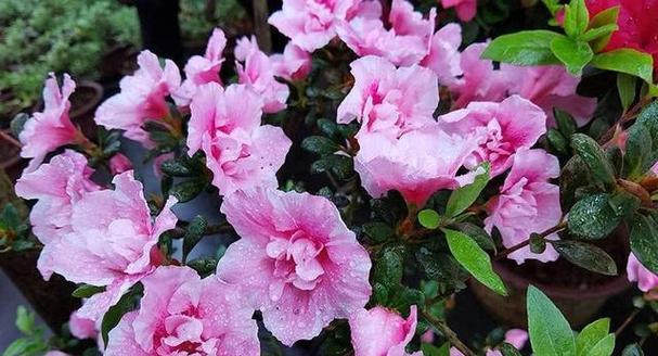 杜鹃花的花语——寓意丰富的鸟憩花（美丽的杜鹃花代表着爱情）