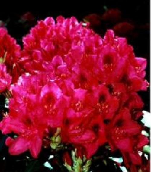 杜鹃花（探索杜鹃花与生肖的神秘联系）