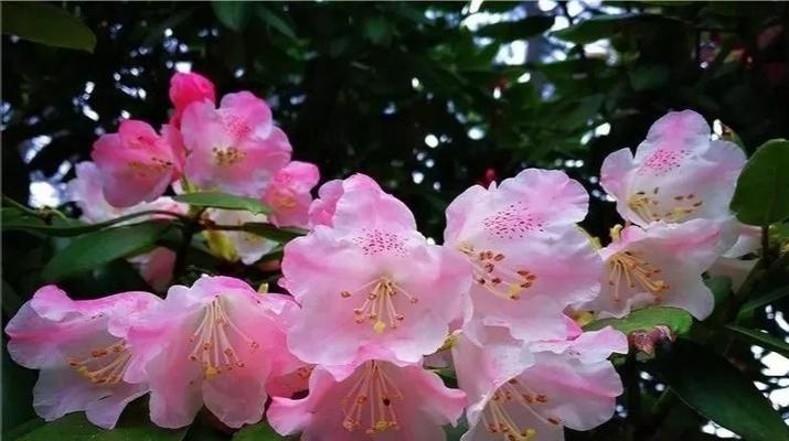 杜鹃花的风水寓意与摆放位置（探寻杜鹃花的风水禁忌和吉祥之处）