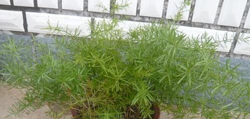 解密天冬草之花与草（天冬草的特点）