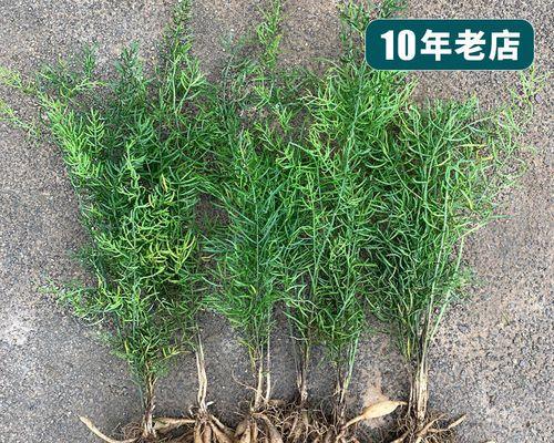 解密天冬草之花与草（天冬草的特点）