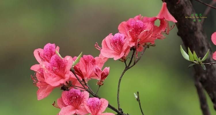 杜鹃花的花语与寓意（揭示杜鹃花背后的象征意义）